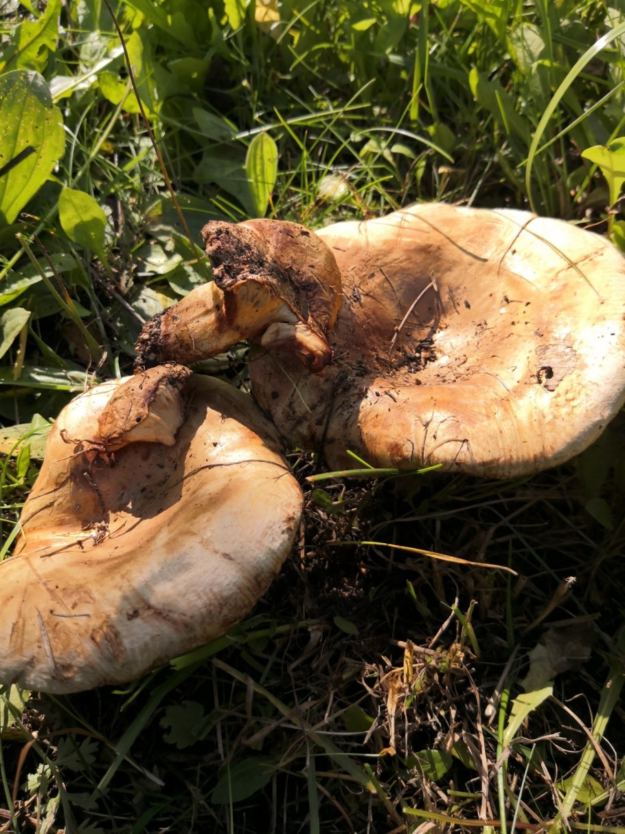 Поддубник свинушка