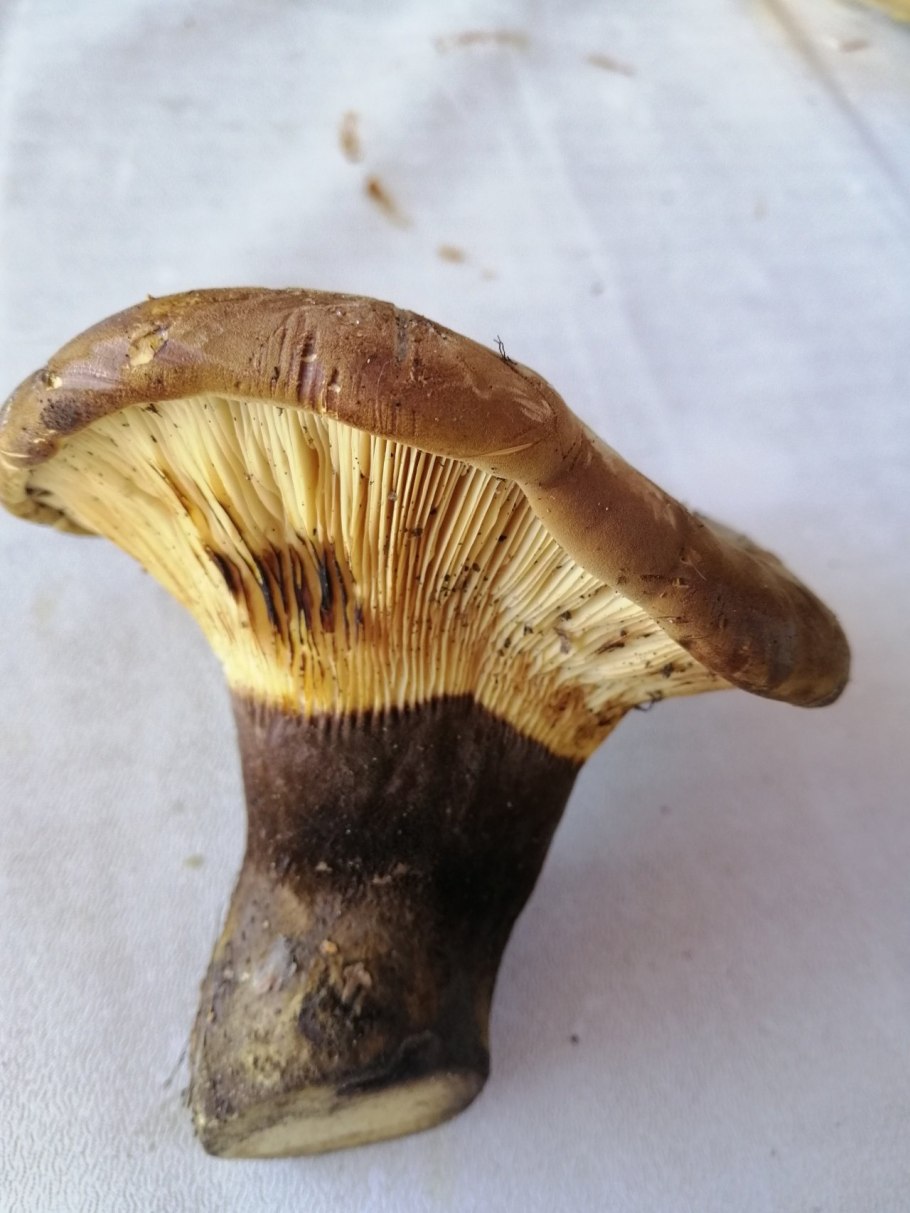 Свинушка черная гриб