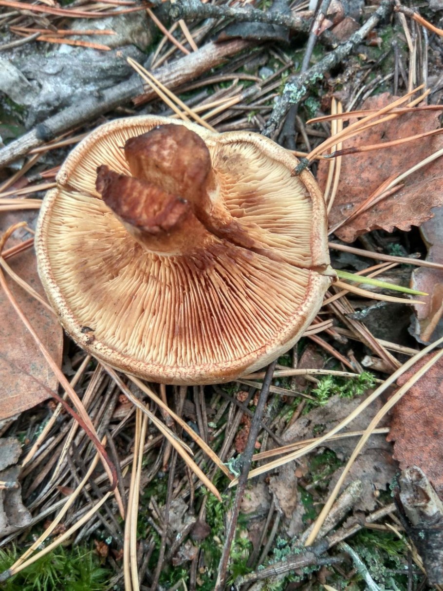 Свинушка тонкая Paxillus involutus