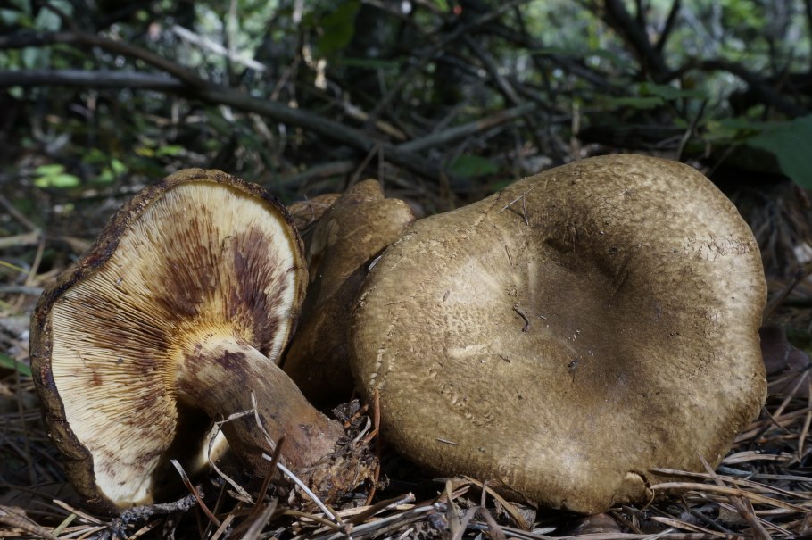 Свинушка тонкая Paxillus involutus