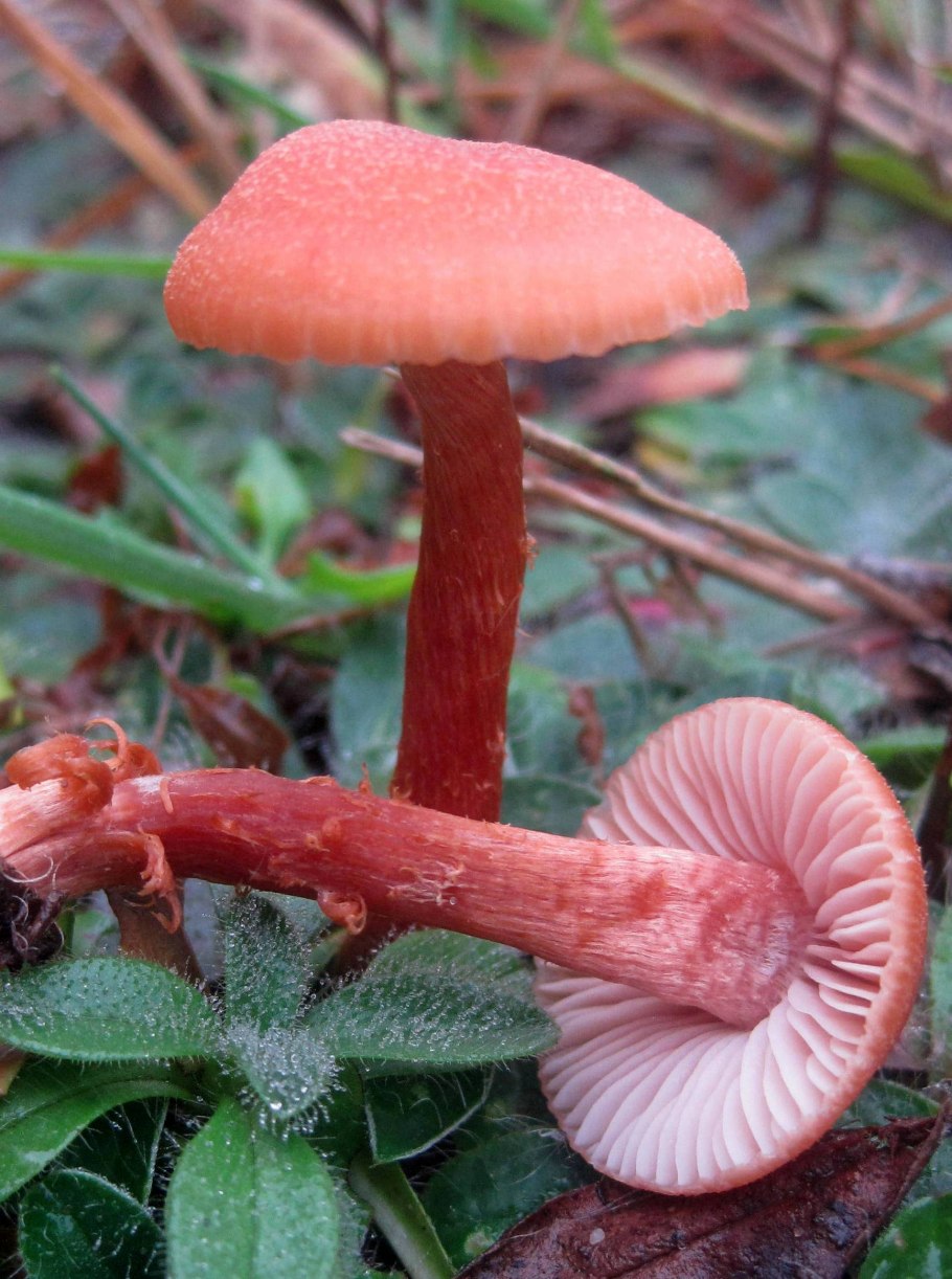 Лаковица обыкновенная съедобная