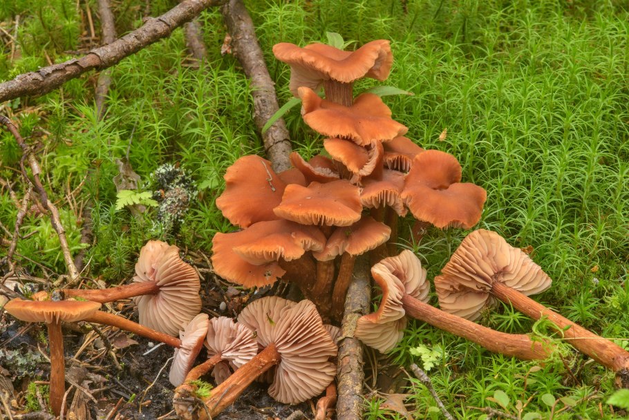 Лаковица двухцветная съедобные?