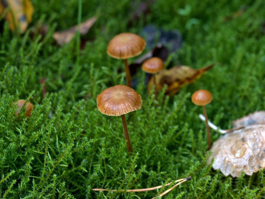 Laccaria proxima гриб