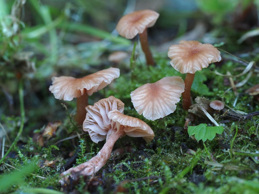 Лаковица обыкновенная фото