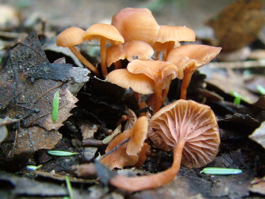 Лаковица обыкновенная гриб