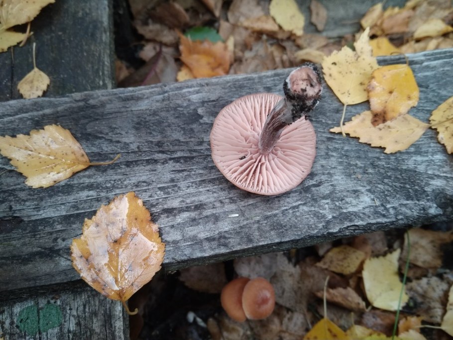 Лаковица лаковая гриб