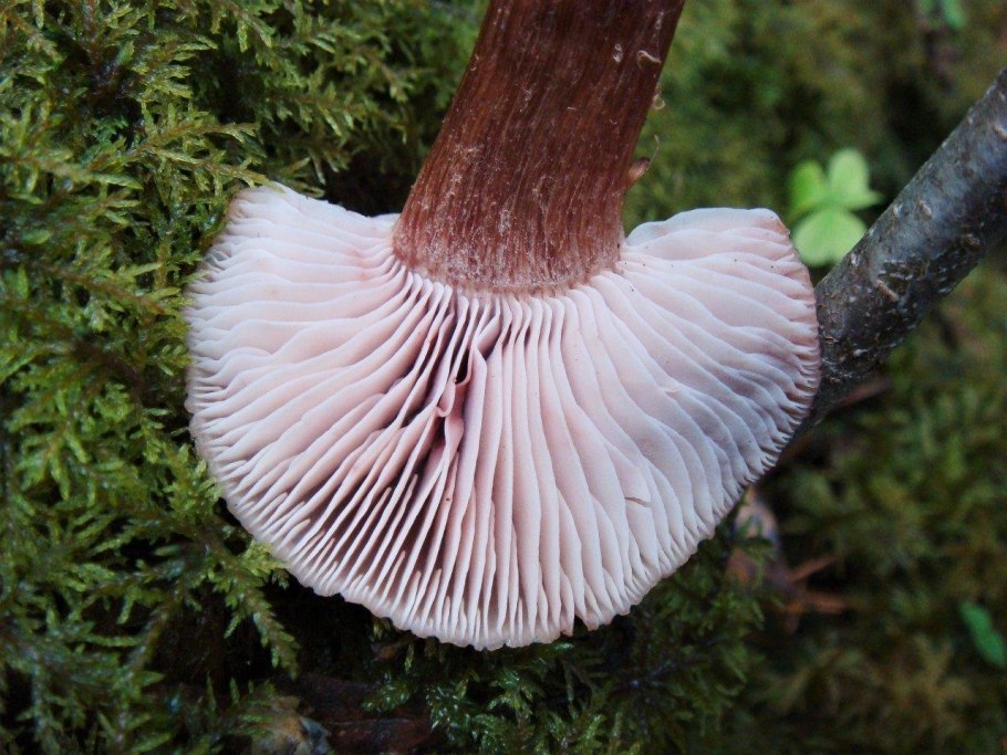 Lactarius sanguifluus
