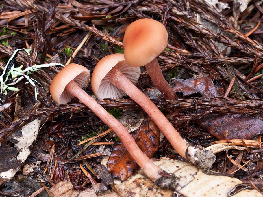 Лаковица обыкновенная гриб