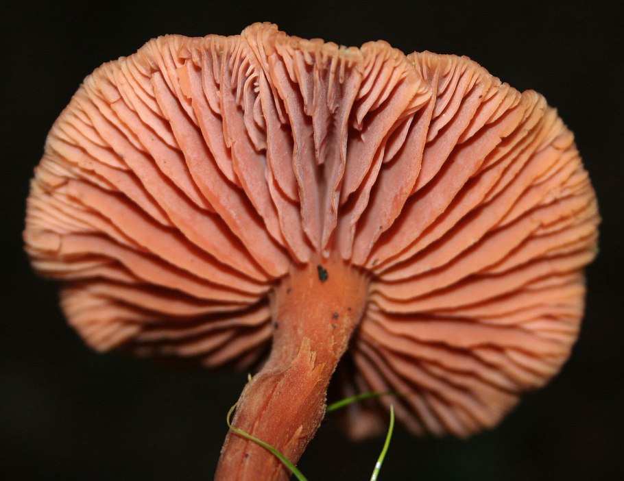 Лаковица розовая Laccaria laccata