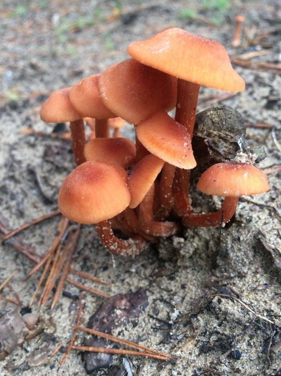 Лаковица розовая гриб