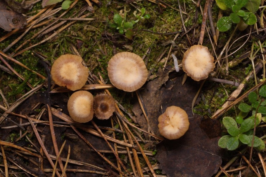 Лаковица большая гриб