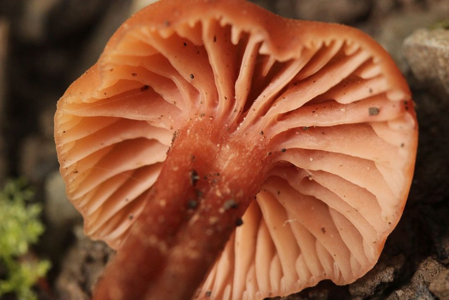 Лаковица лаковая