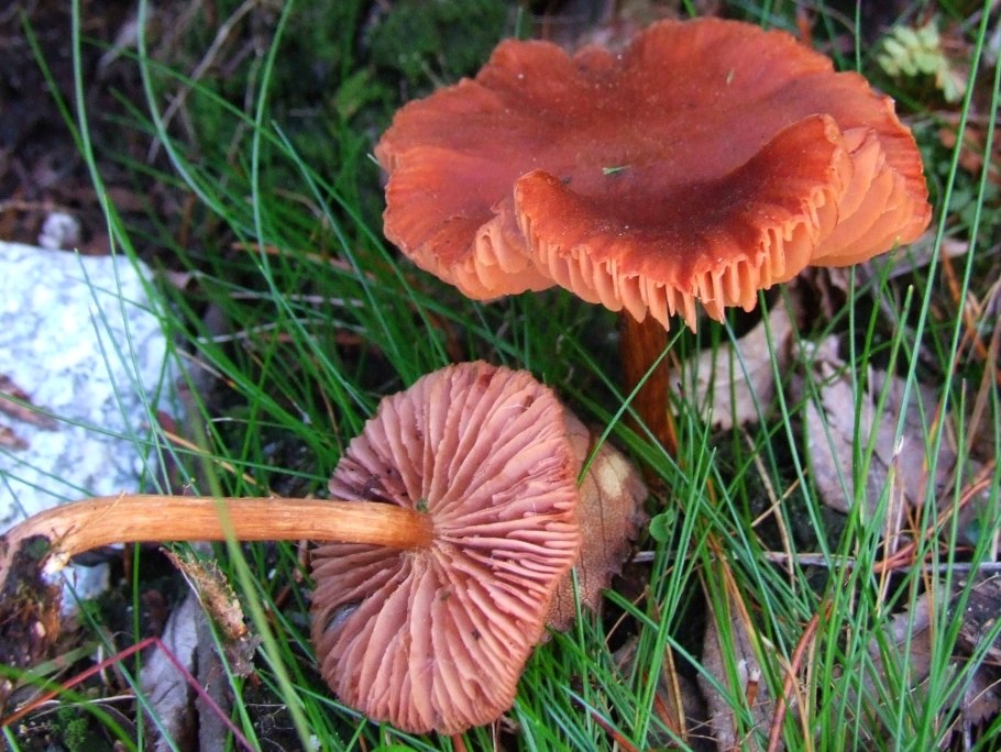 Лаковица гриб