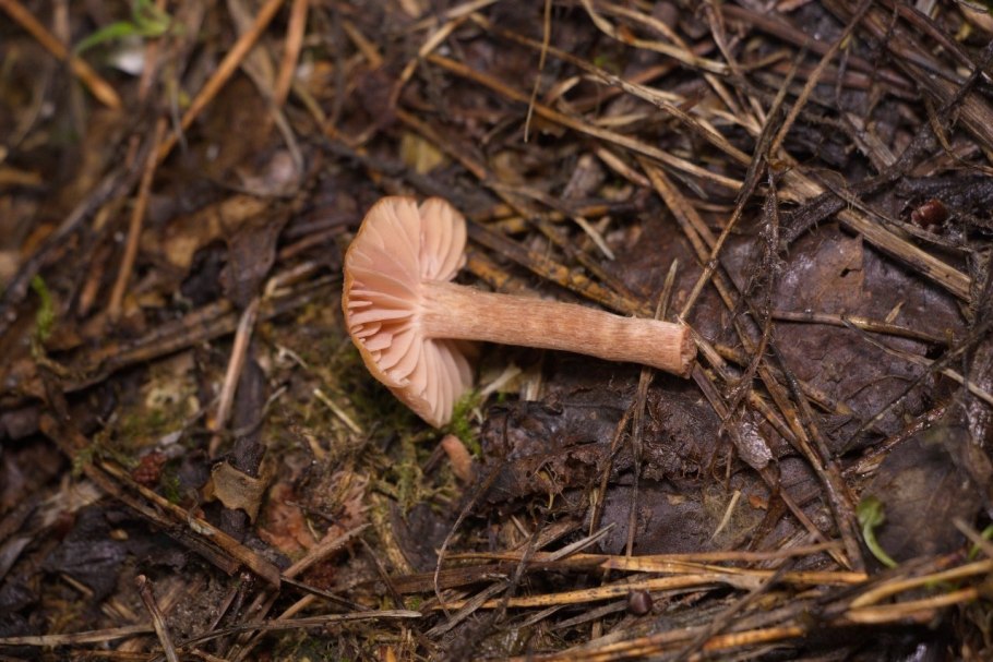 Лаковица гриб