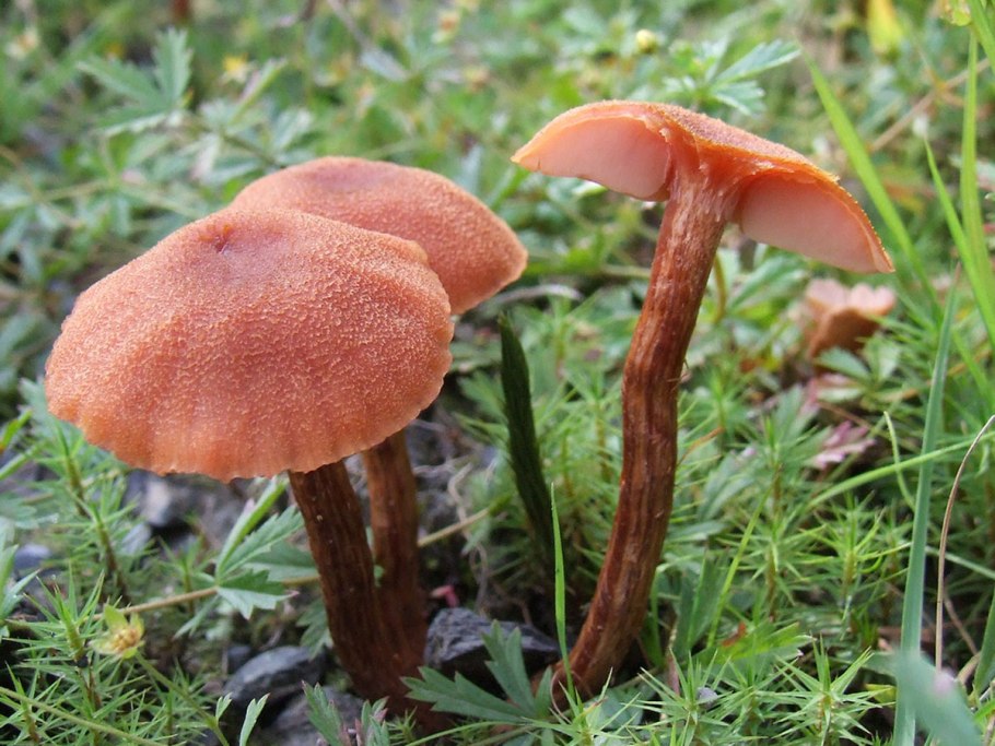 Лаковица розовая Laccaria laccata