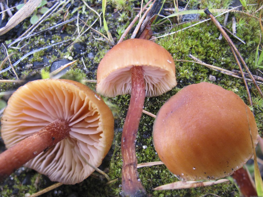 Laccaria proxima гриб