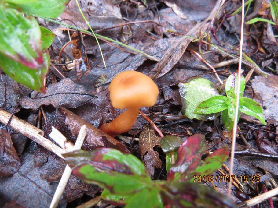 Лаковица двухцветная