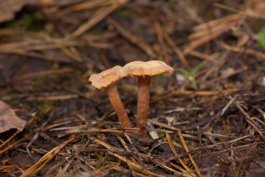 Лаковица большая Laccaria proxima