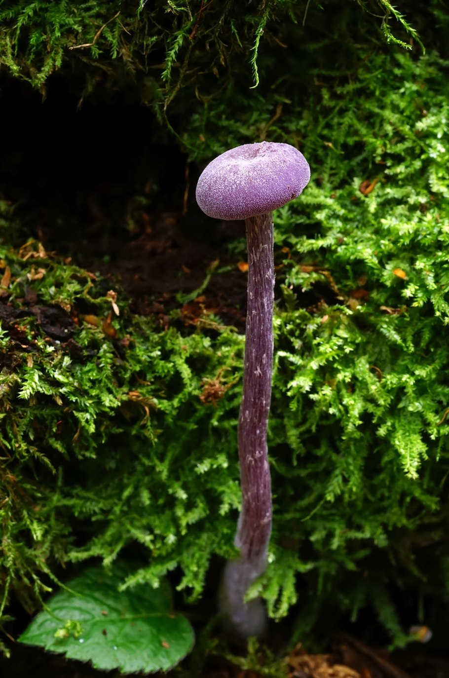 Лаковица аметистовая гриб