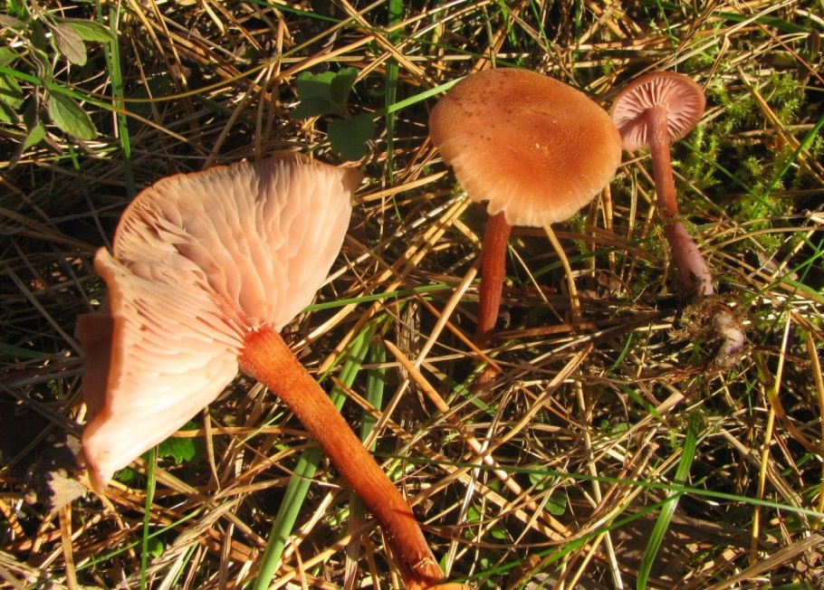 Лаковица большая гриб