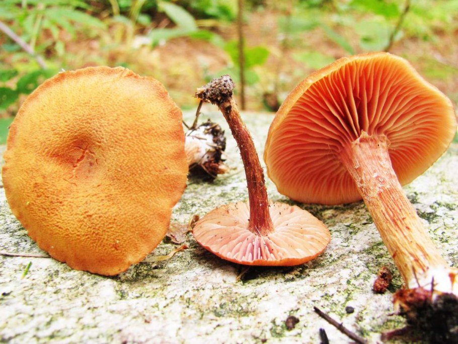 Лаковица розовая гриб