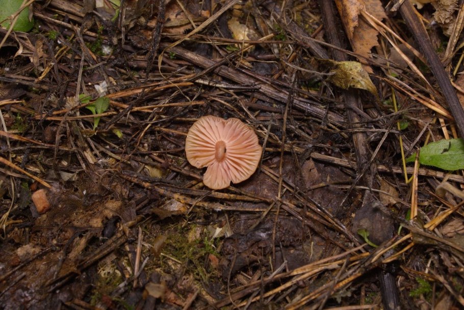 Парацелла обыкновенная розовая