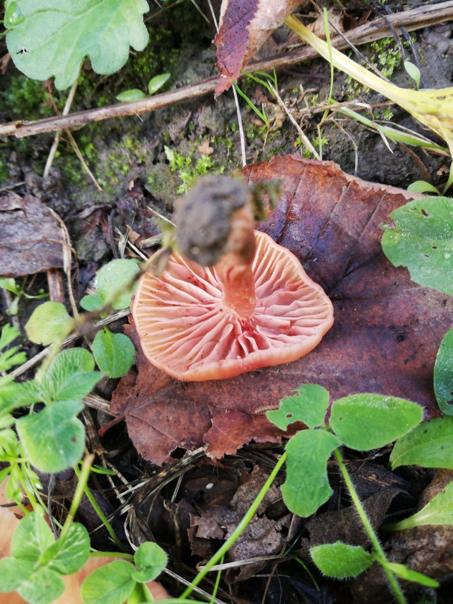 Грибы в Нижегородской области фото