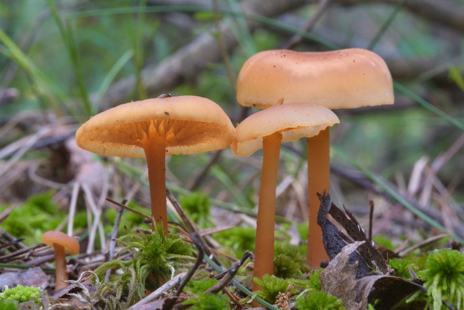 Галерина болотная