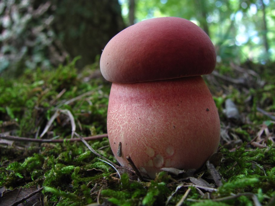 Боровик двухцветный Boletus bicolor