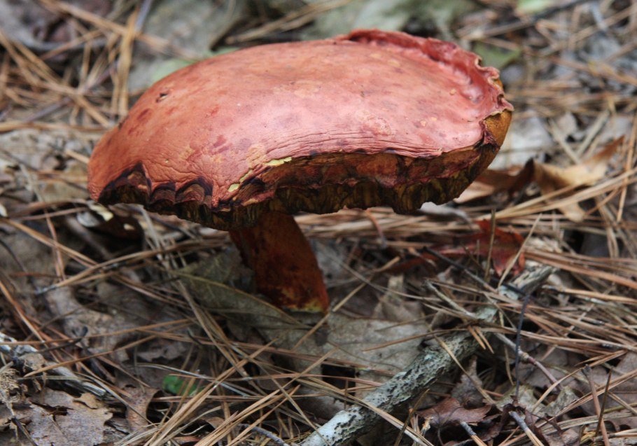 Боровик двухцветный Boletus bicolor