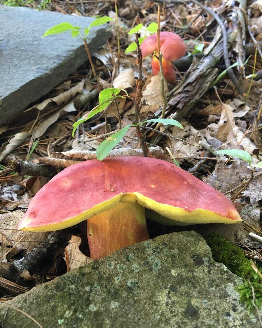 Боровик красно-желтый (Boletus rhodoxanthus)