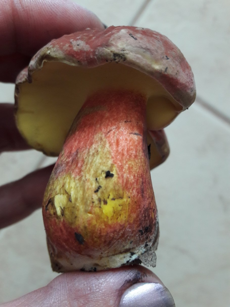 Боровик пурпурный Boletus purpureus