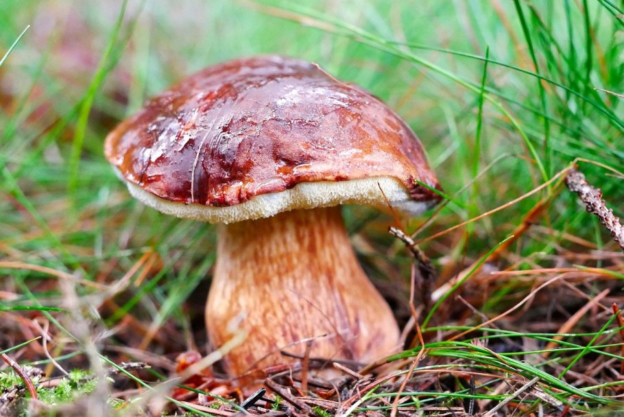 Боровик двухцветный Boletus bicolor