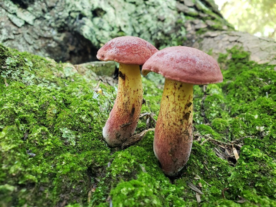 Боровик Фроста (Boletus frostii)