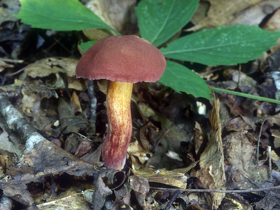 Боровик красно-желтый (Boletus rhodoxanthus)