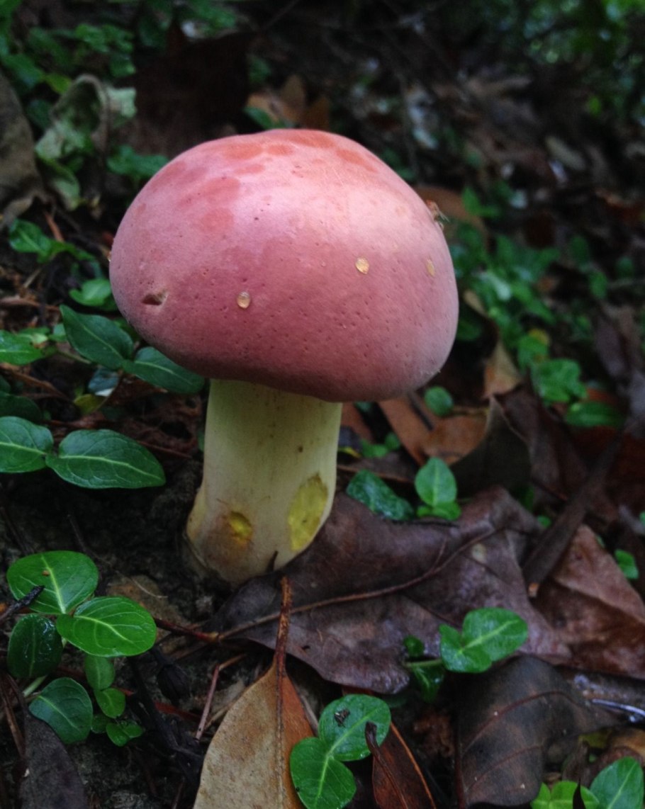 Boletus frostii