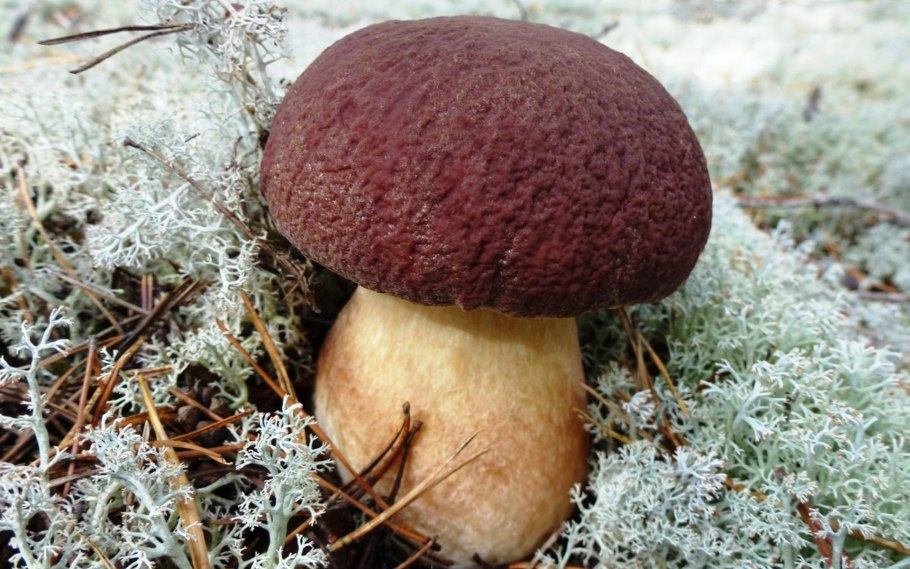 Боровик двухцветный Boletus bicolor