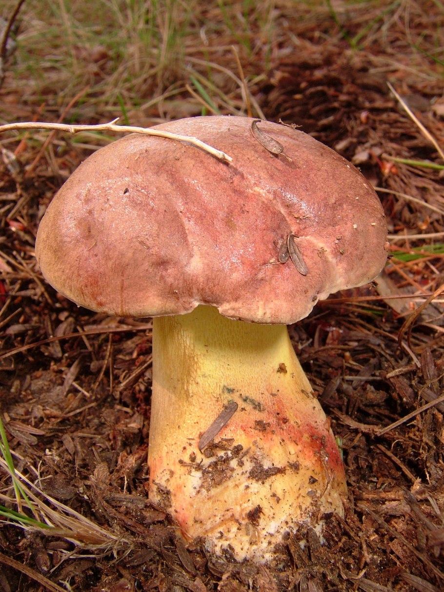 Боровик жёлтый (Boletus junquilleus)