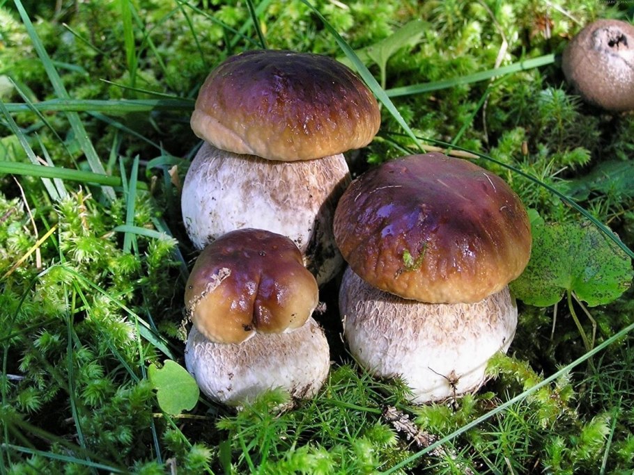 Гименофор Boletus edulis