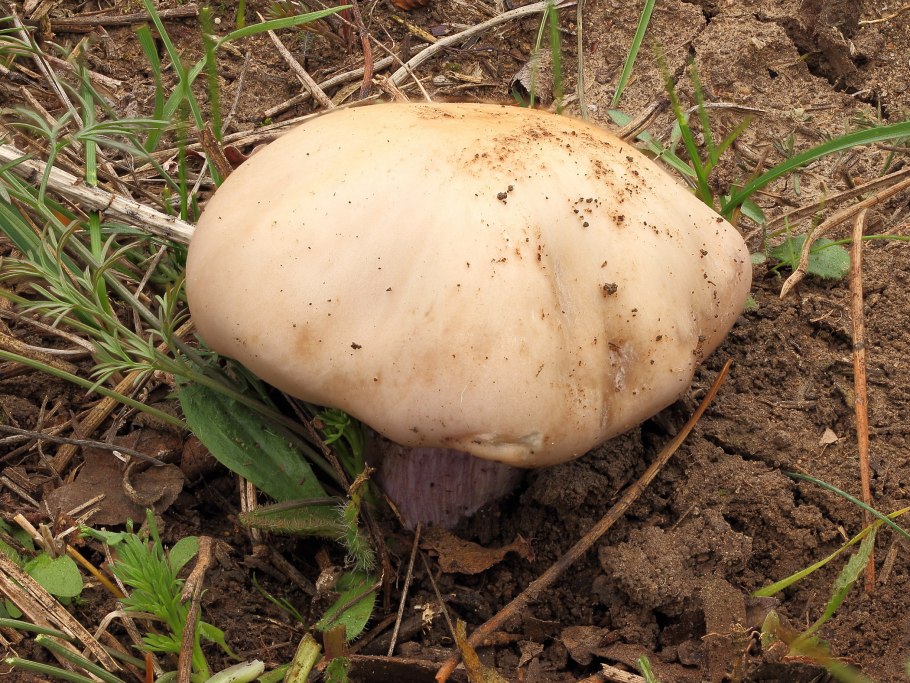 Фото рядовки лиловоногой