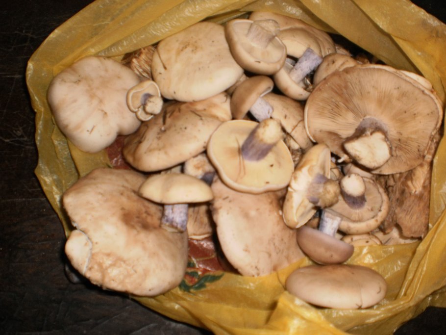 Леписта лиловоногая (синеножка)