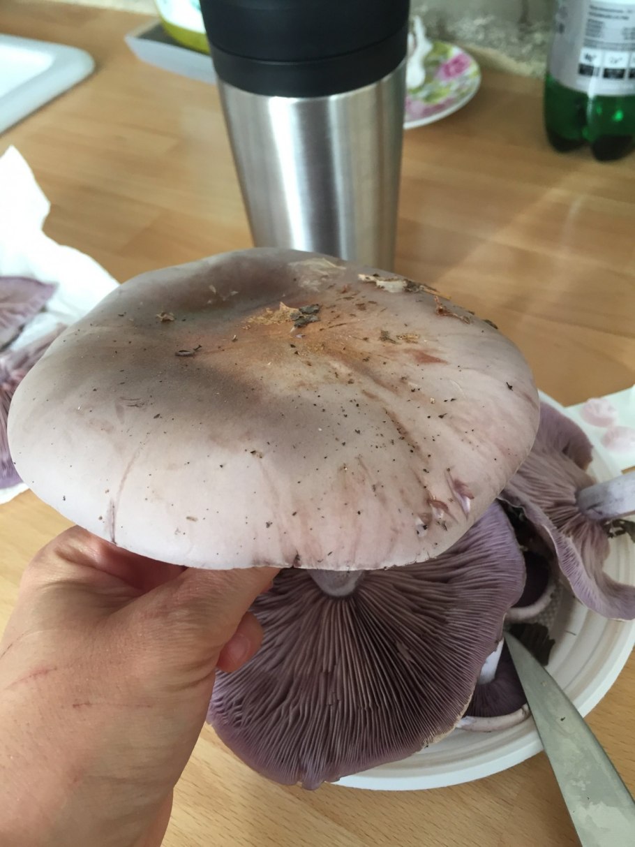 Рядовка лиловоногая Lepista personata