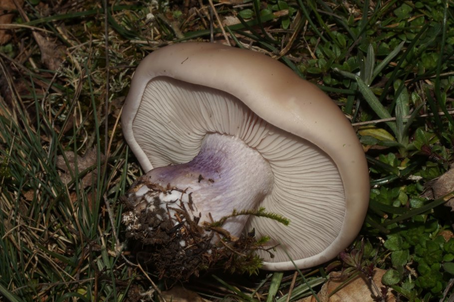 Грибы рядовки синеножки