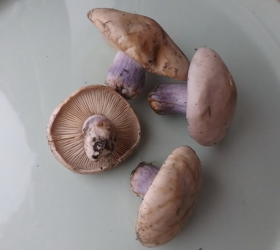 Гриб синяя ножка приготовленный