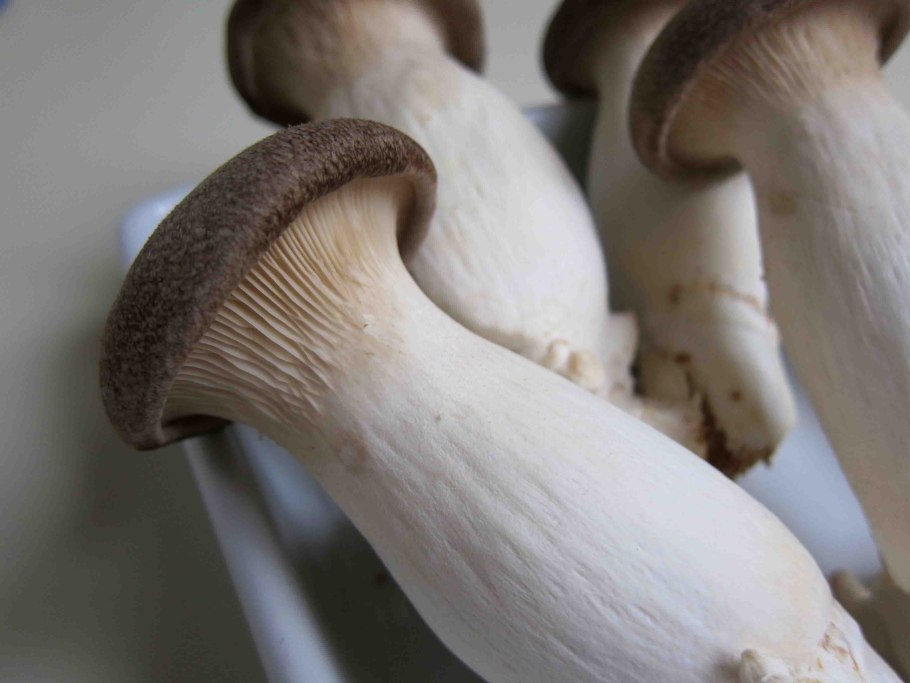 Эринги, Королевская вешенка, Степной белый гриб