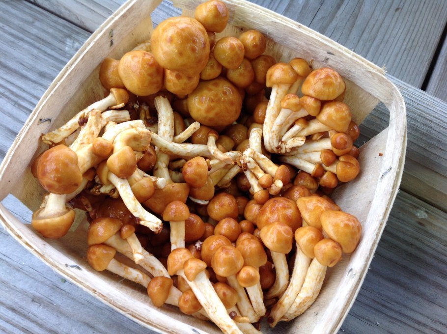 Опята намеко