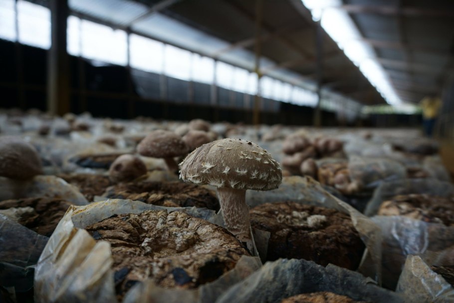 Азиатские грибы ферма