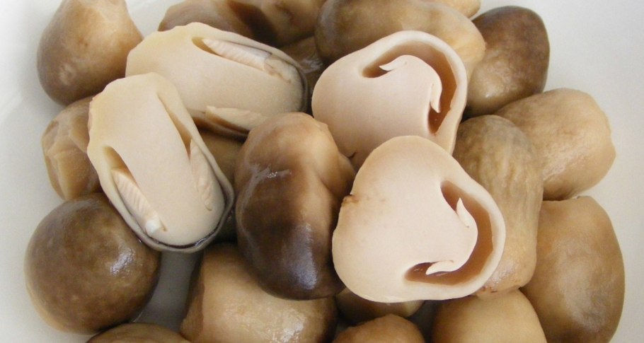 Съедобные грибы и несъедобные грибы