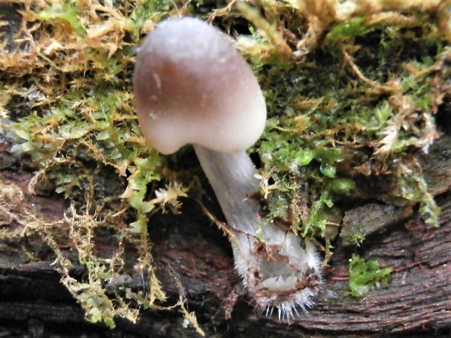 Грибы Фунги