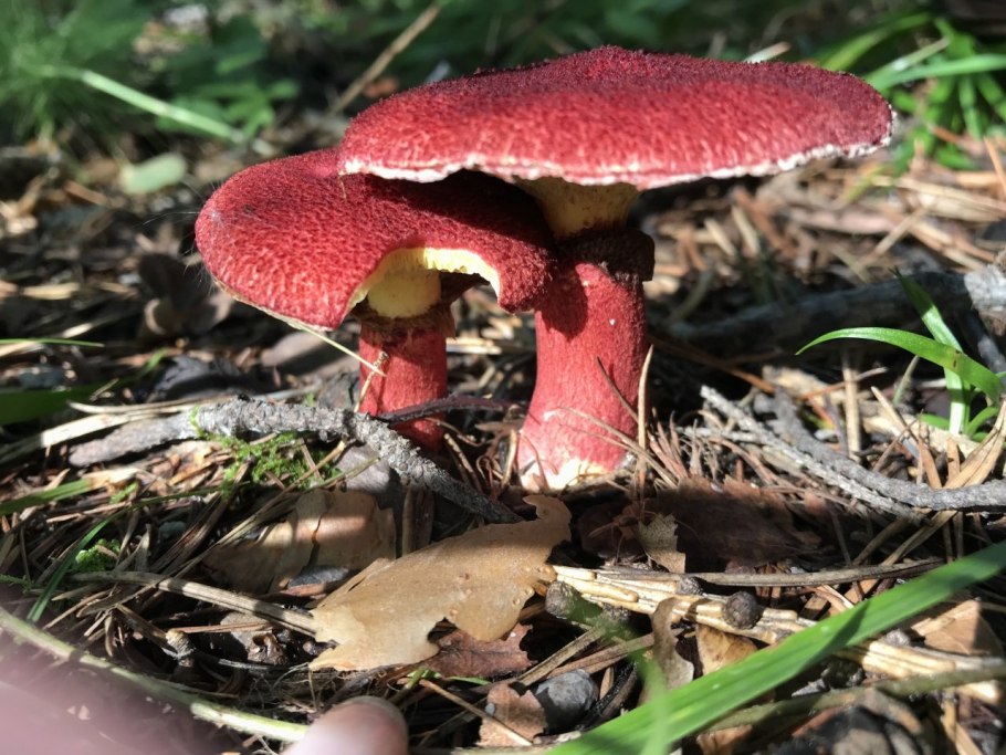 Китайские грибы шиитаке